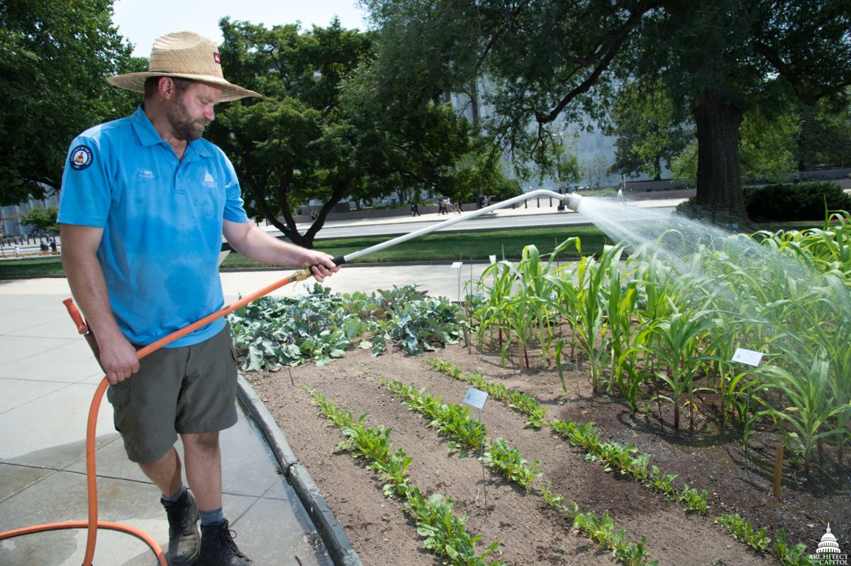 Arroser son jardin pendant la canicule : bons gestes et erreurs à éviter