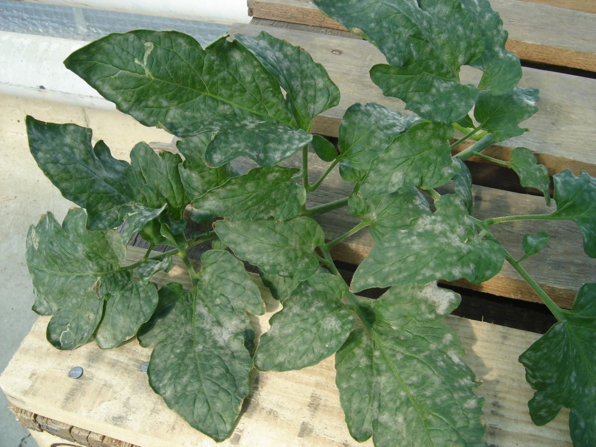 Feuilles de tomate recouvertes du feutrage blanc caractéristique de l'oïdium