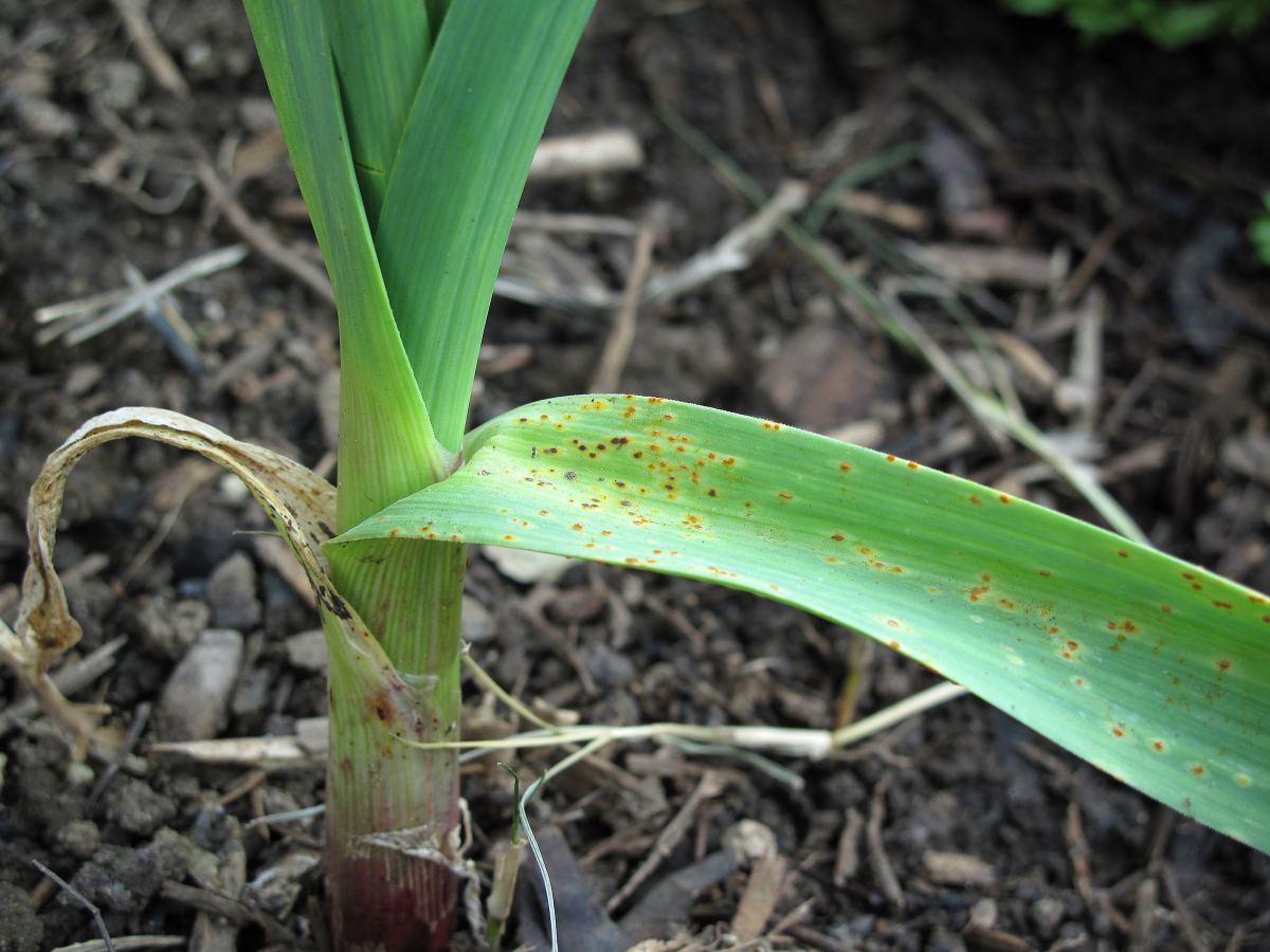 Feuille d'ail présentant des pustules orangées caractéristiques de la rouille