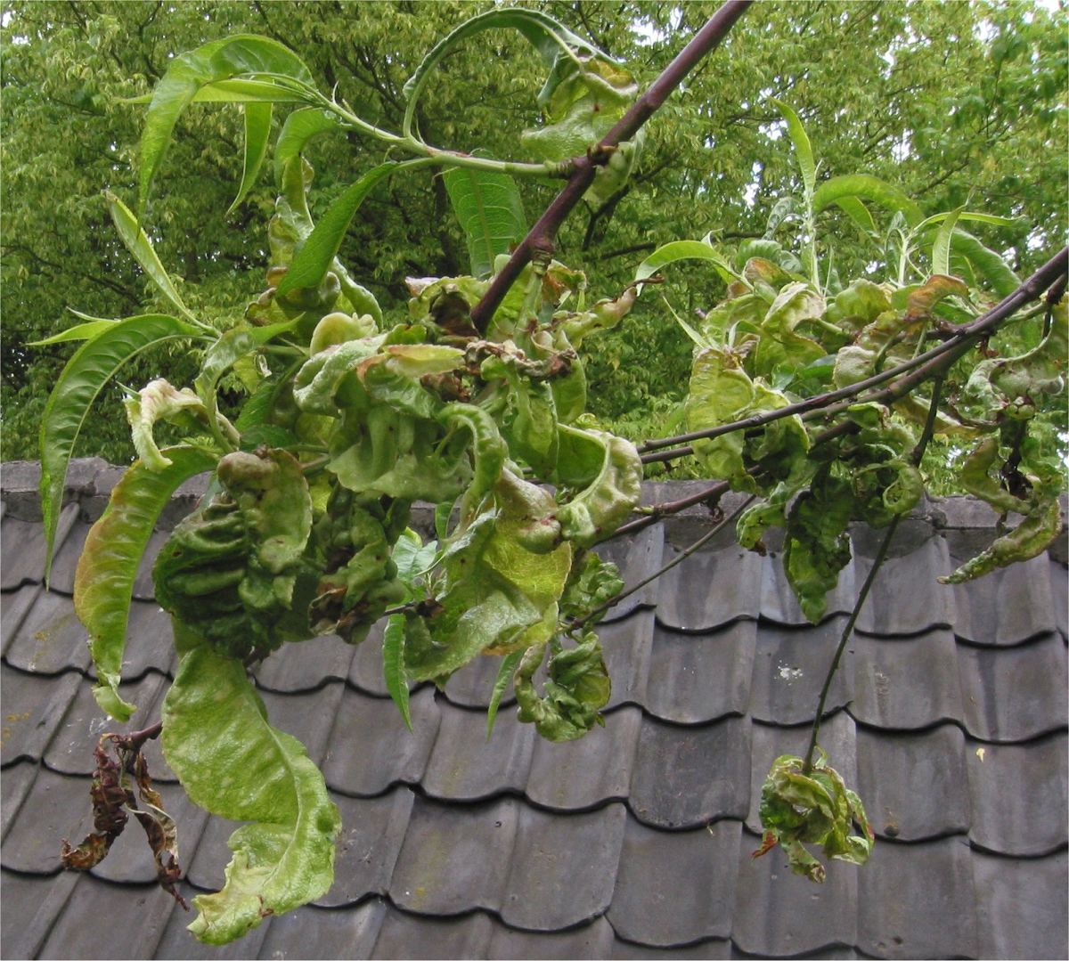 Feuilles de pêcher déformées et boursouflées par la cloque du pêcher
