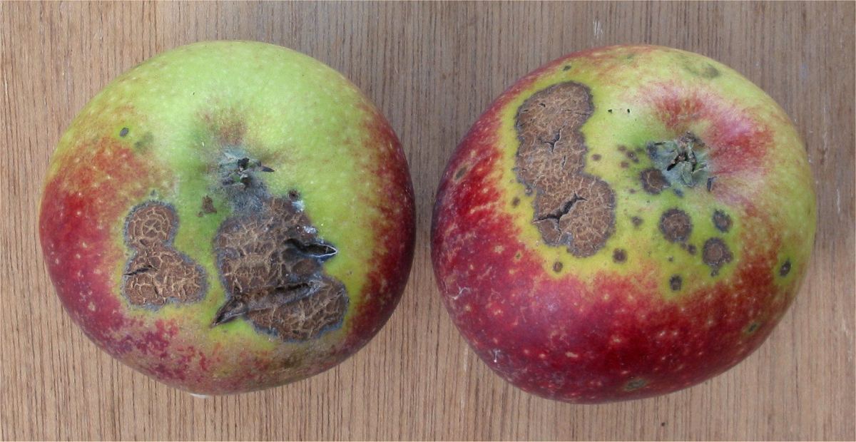 Pomme présentant les taches brun-noir caractéristiques de la tavelure