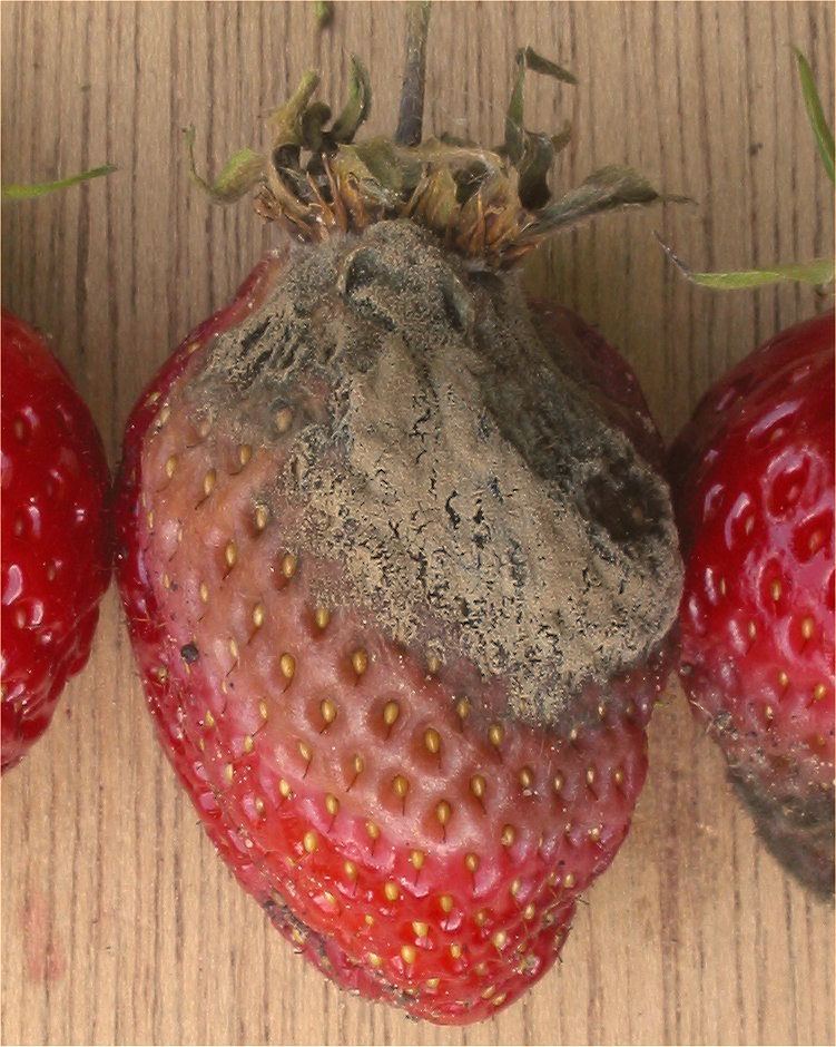 Fraise recouverte du duvet gris caractéristique de la pourriture grise (botrytis)