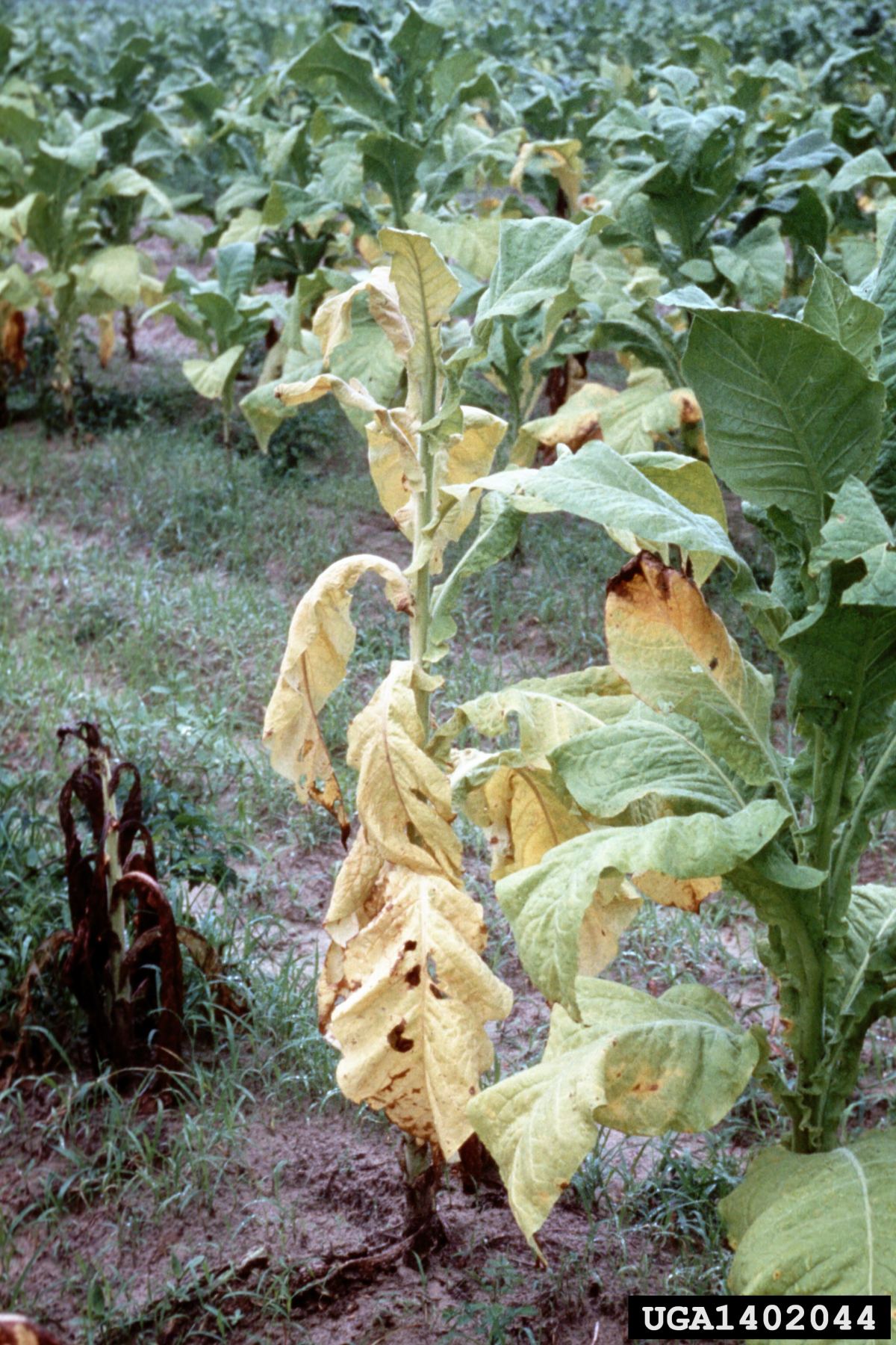 Plant présentant le flétrissement caractéristique de la fusariose