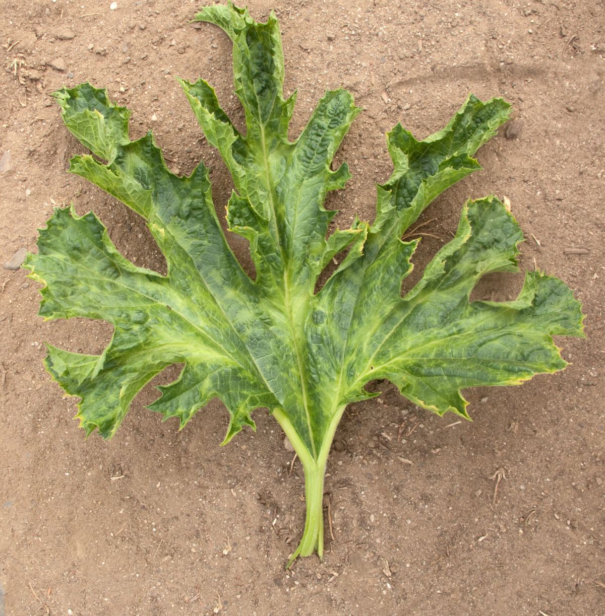 Feuille de courgette présentant la marbrure caractéristique du virus de la mosaïque