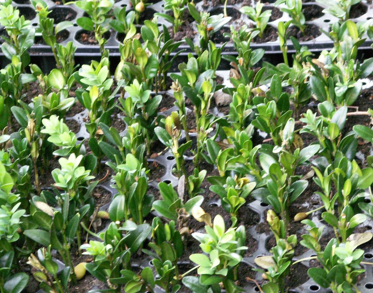 Multiplier vos plantes en août : boutures, divisions et marcottage pas à pas