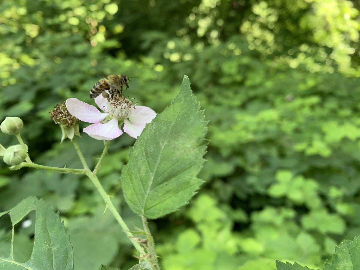 Attirer les pollinisateurs en fin d'été : gestes simples à faire en août pour aider abeilles et auxiliaires