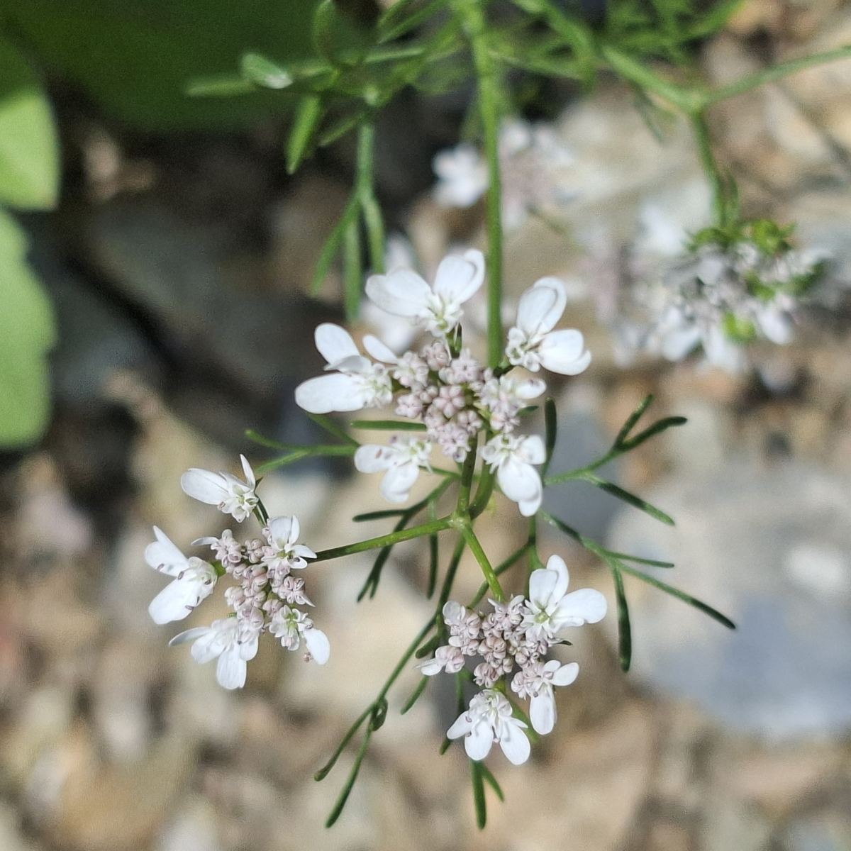 Conserver les herbes du jardin en août : 7 méthodes simples pour garder leur parfum