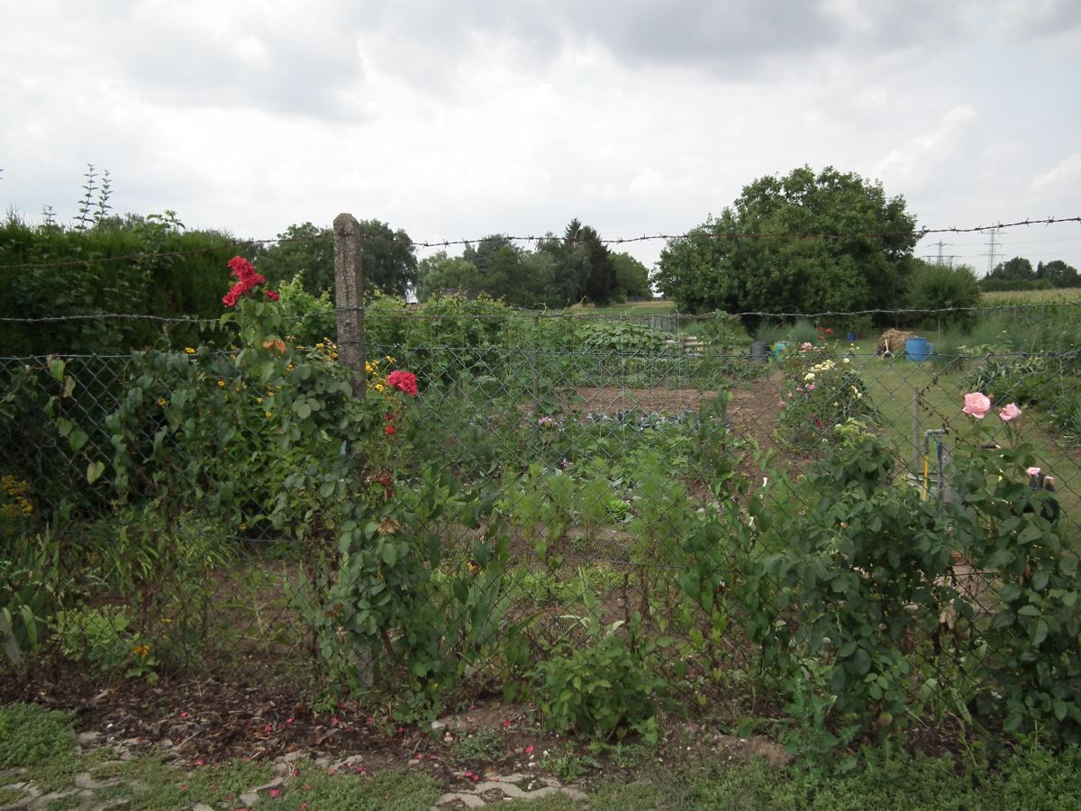 Fin août : comment préparer efficacement votre potager pour l’année prochaine