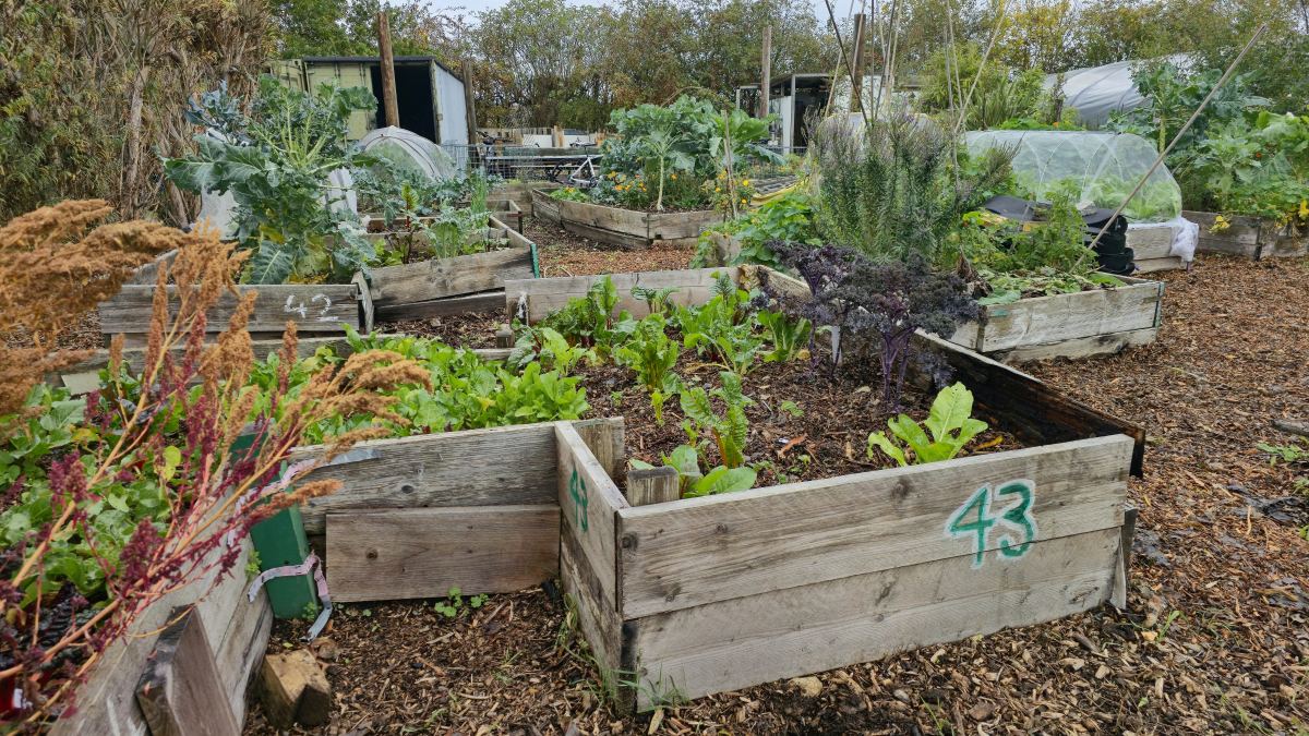 Fin d'été : préparer votre jardin en août pour un automne serein