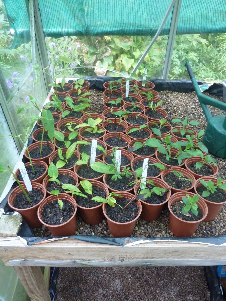 Multiplier vos plantes en août : boutures, divisions et marcottage pas à pas