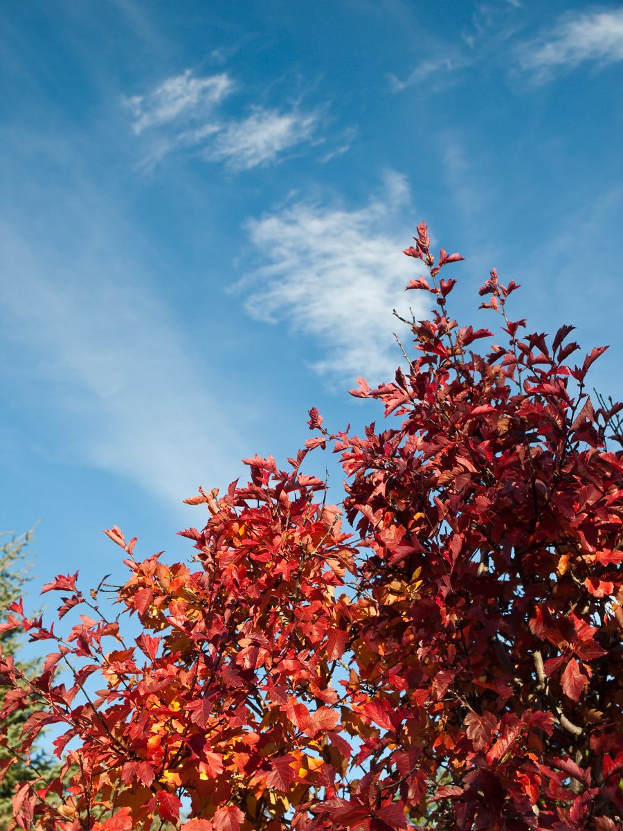 Planter arbres et arbustes en septembre : réussir la reprise pas à pas