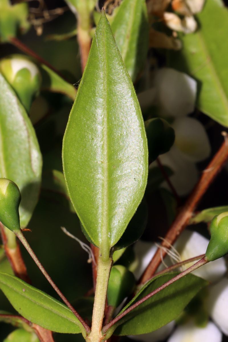 Planter des arbustes à baies en fin d’été : guide pratique pour nourrir les oiseaux et colorer l’hiver