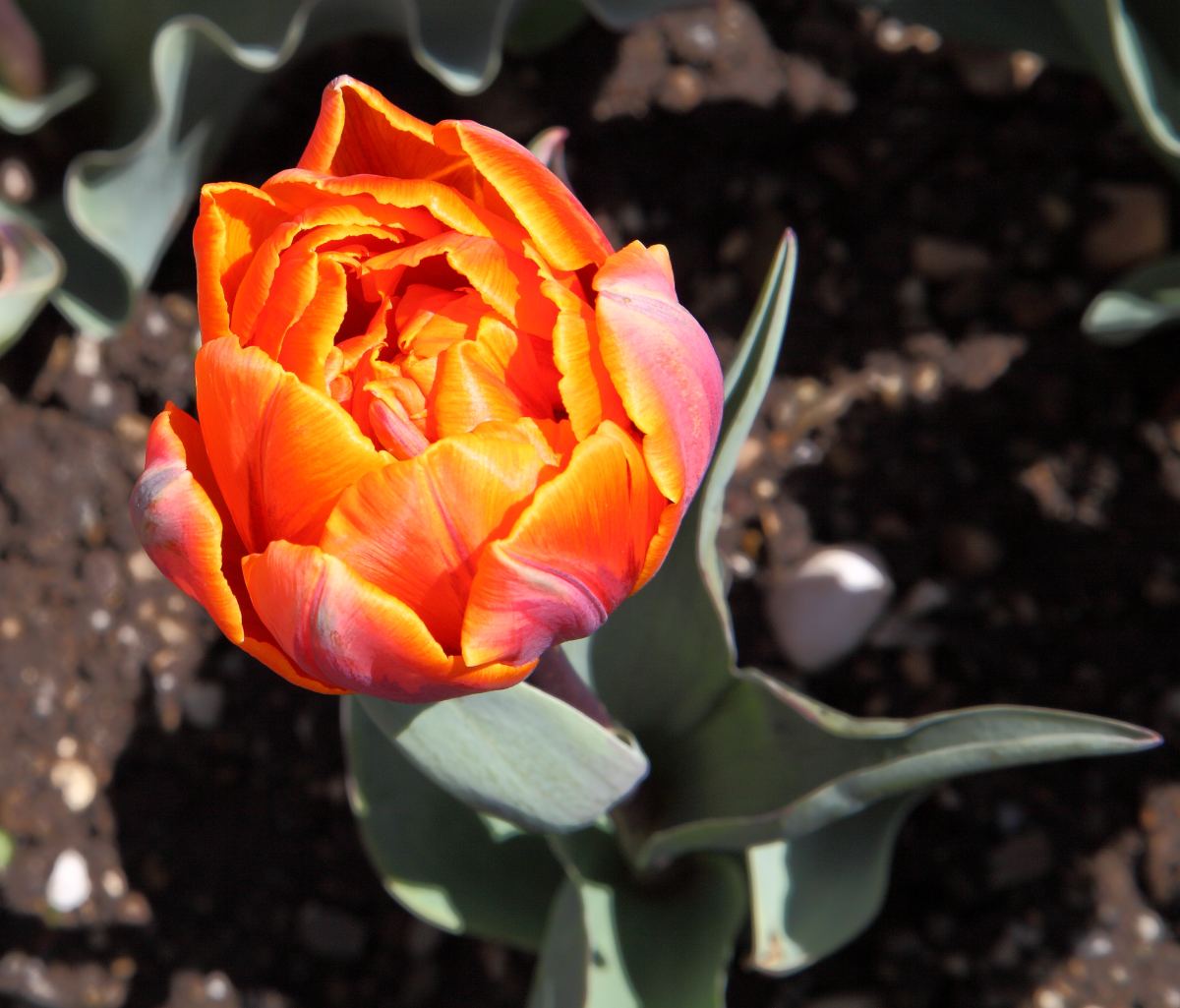 Planter les bulbes en septembre : gestes simples pour un printemps fleuri