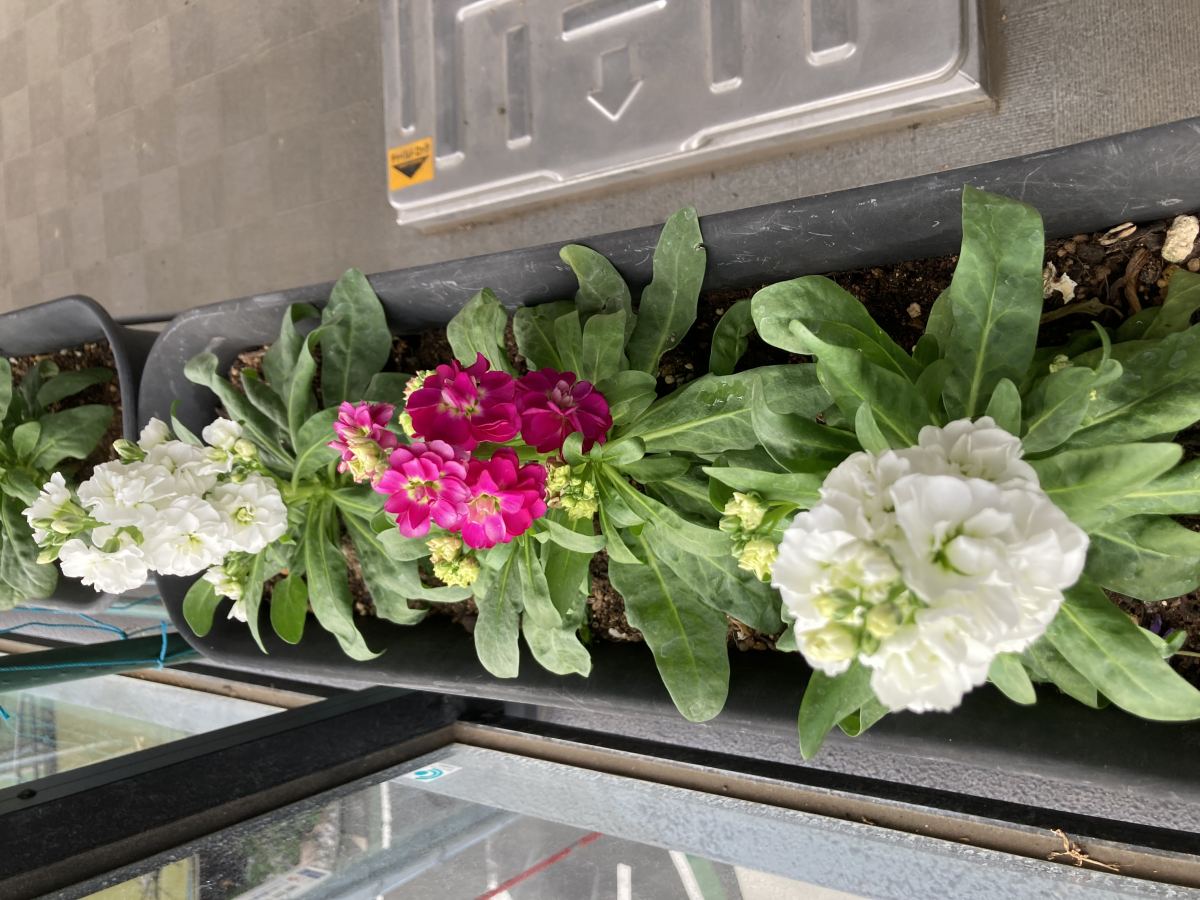 Plantes en pot en octobre : préparer son balcon pour l’hiver