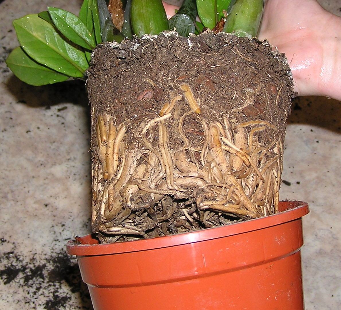 Rempoter et préparer vos plantes en pot pour l’automne (en 7 étapes simples)